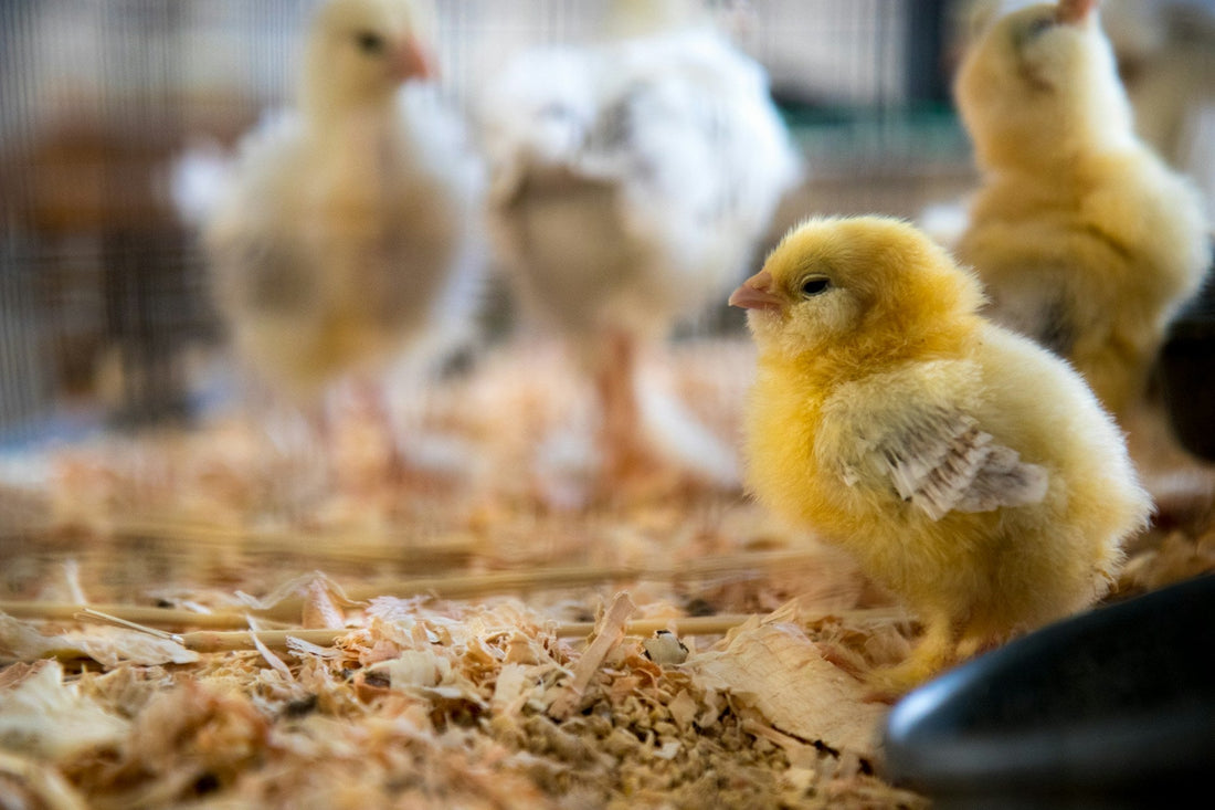 Turns Out Vommats Make Great Bedding for Baby Chicks - Vommat